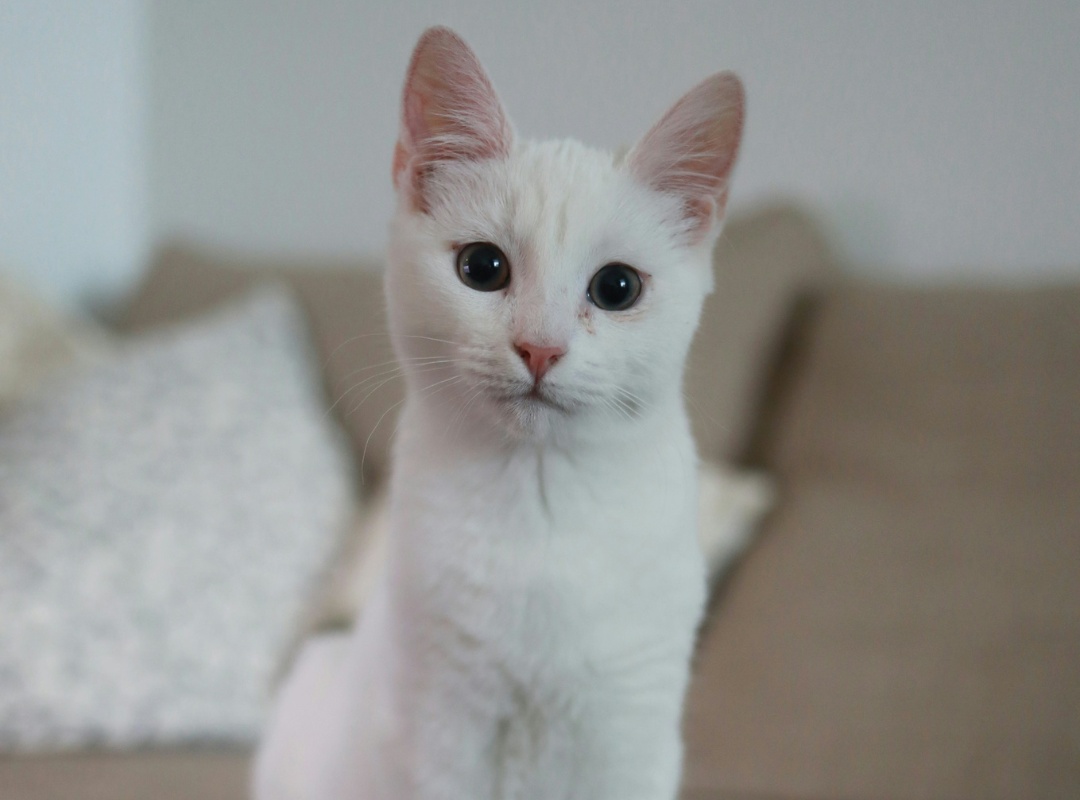 A white cat sitting on a couch