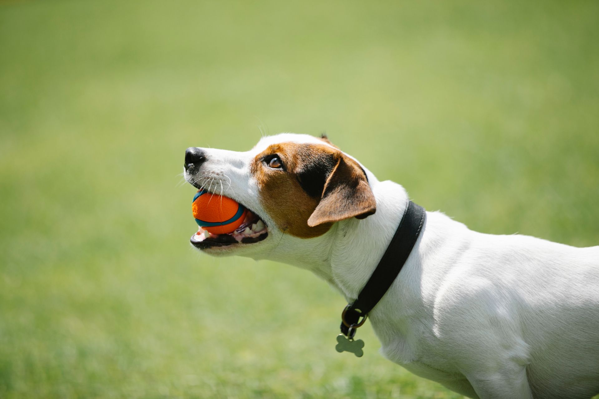 A dog happily playing with a ball in the grass