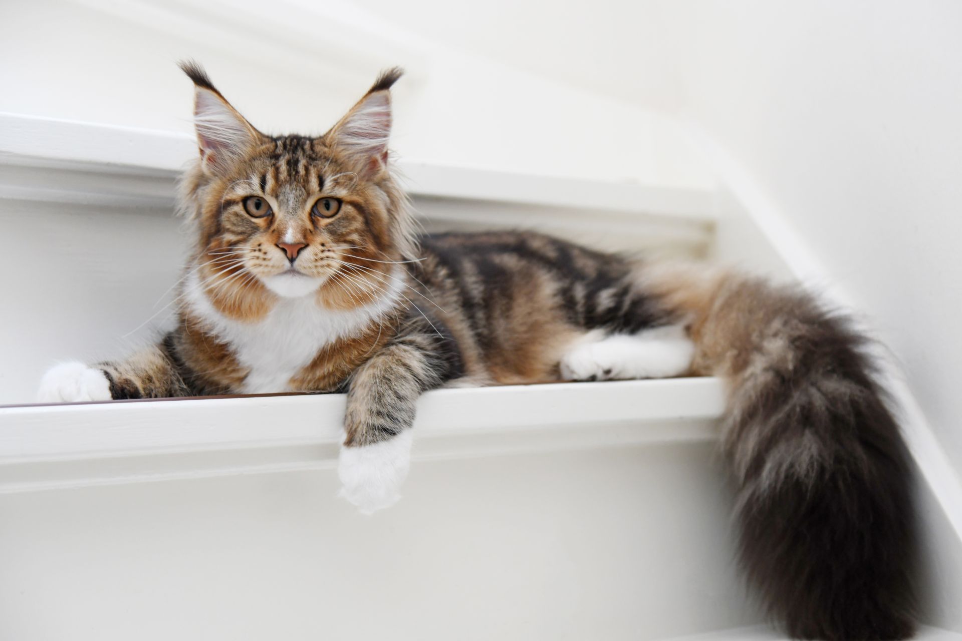 A cat sitting gracefully on a white stairway