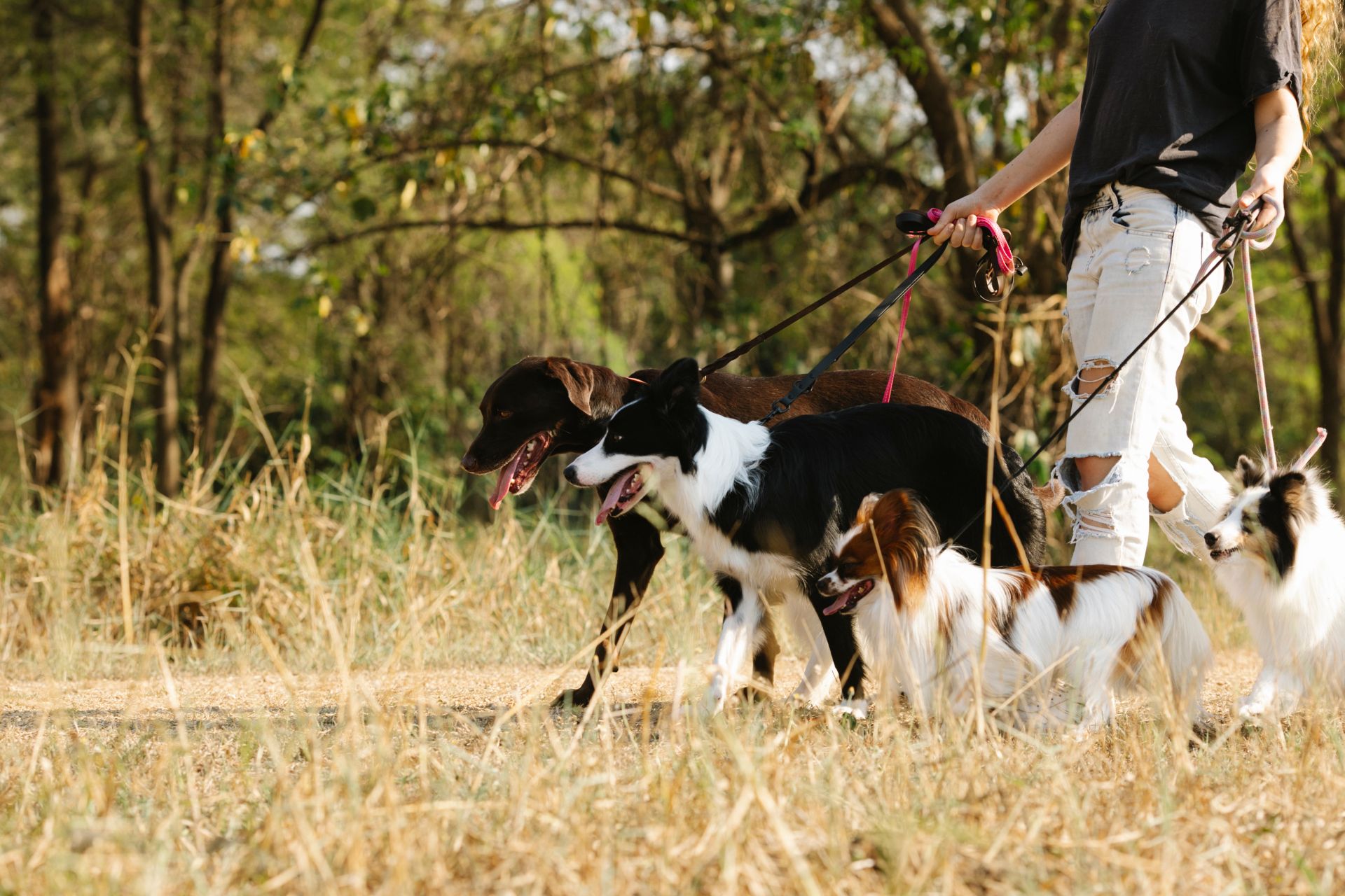 A woman walking with dogs