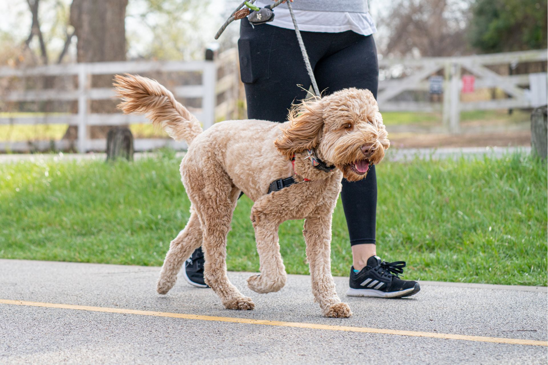 A woman walking her dog on a leash in the park