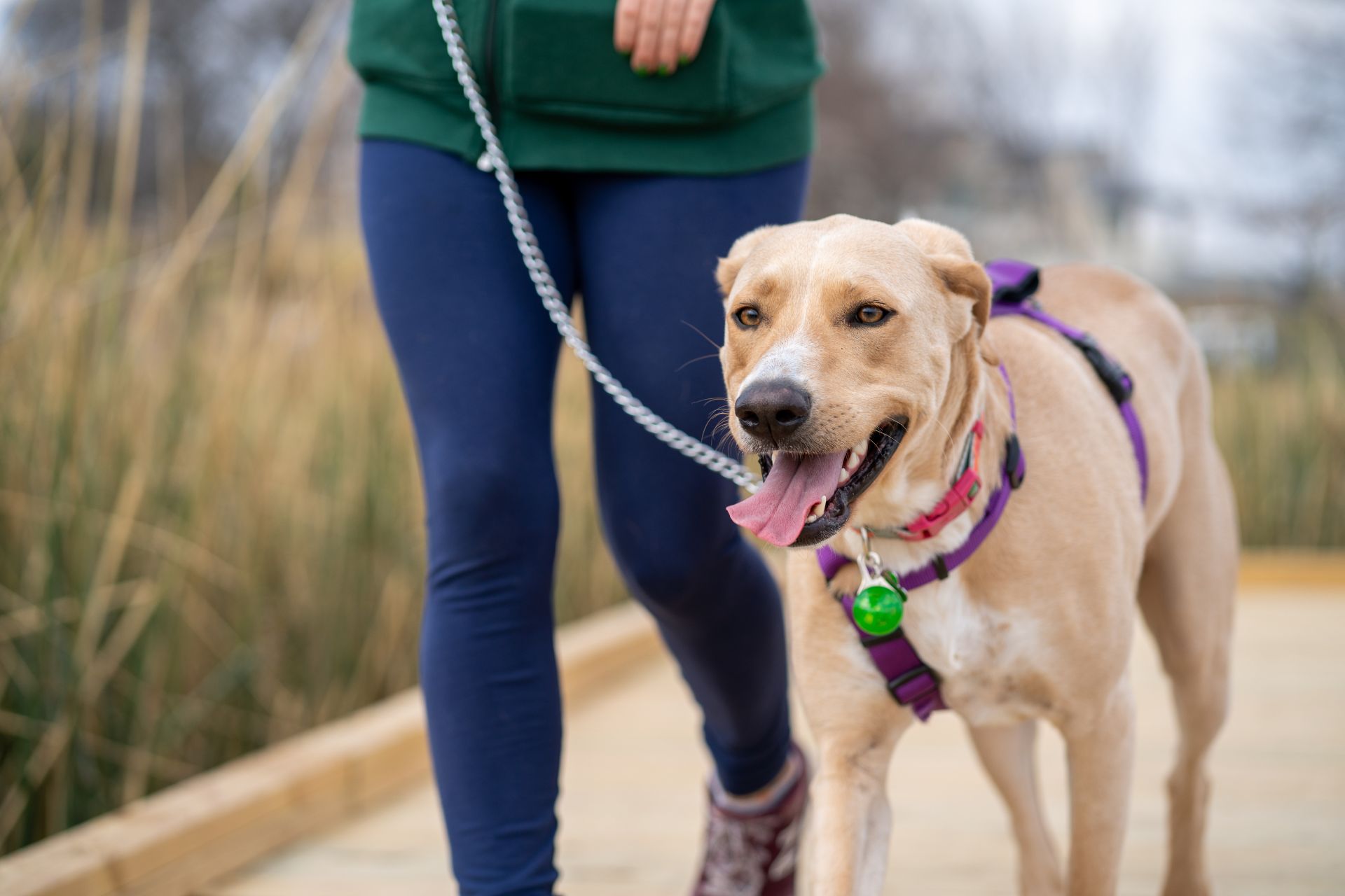 Woman walking a dog on a leash in a park