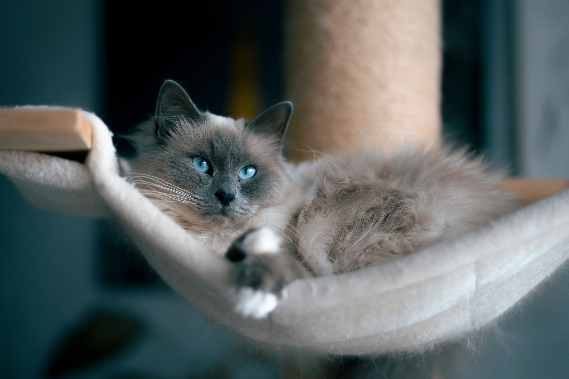 A cat lounging on a cat tree