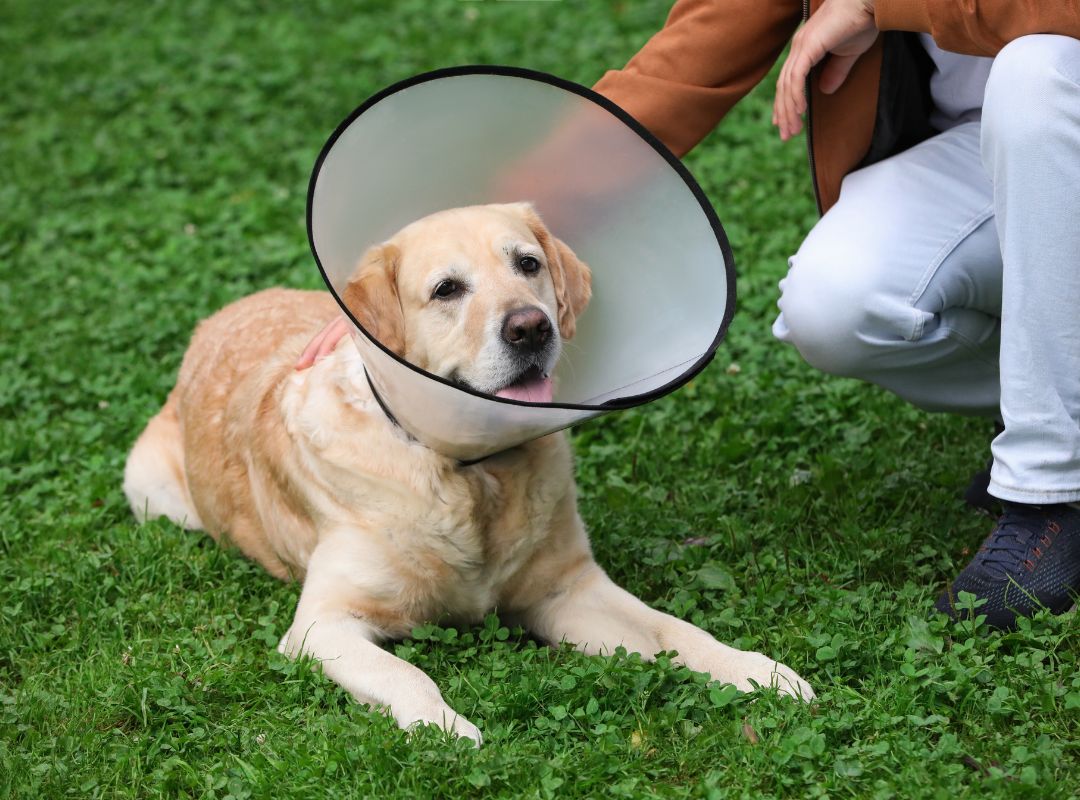 a dog with a man, wearing a cone