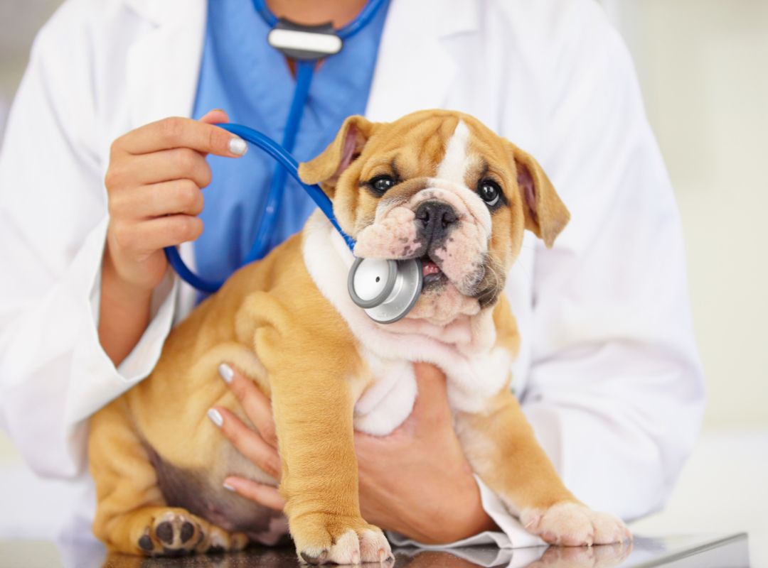 a dog with a stethoscope in its mouth