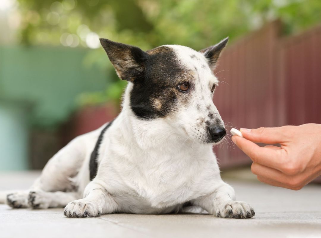 a person giving a pill to a senior dog