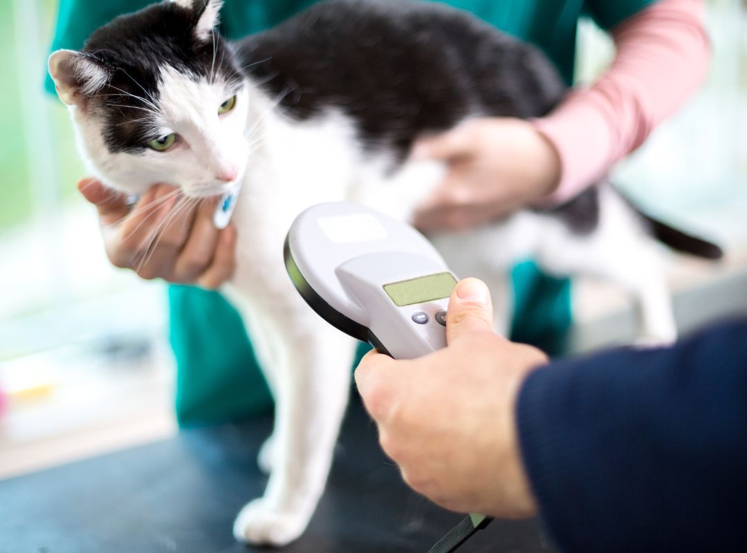 a person identifying a cat with microchip device