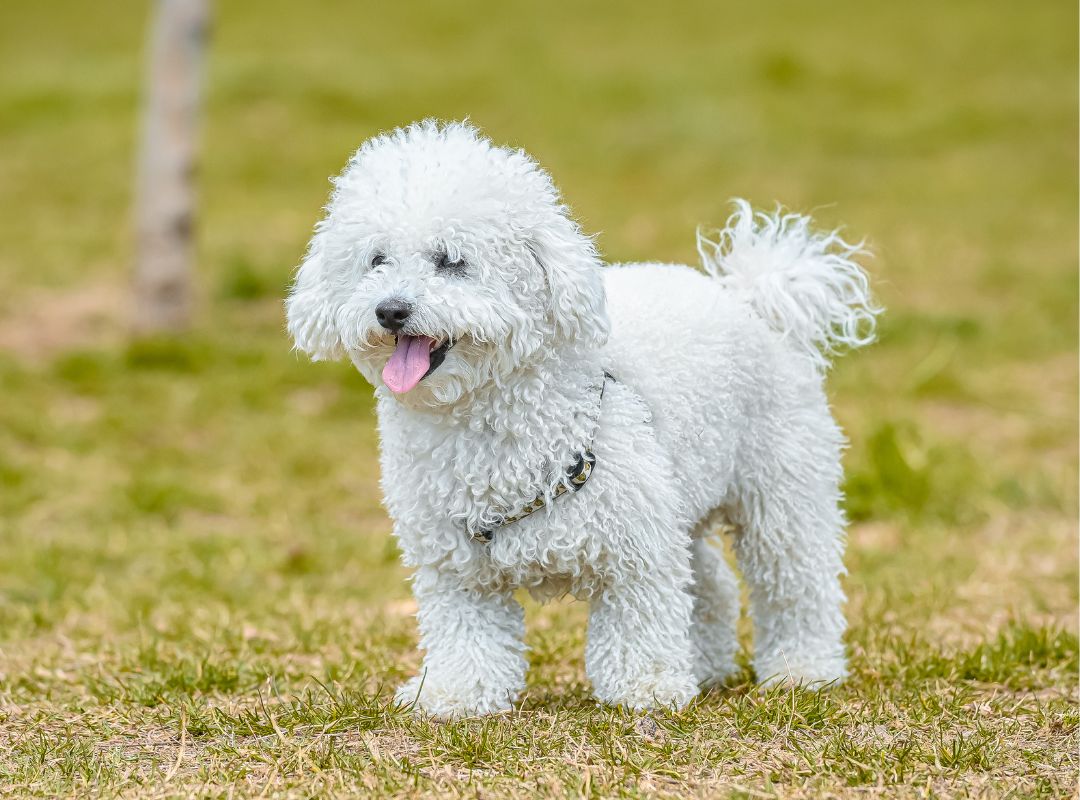 A white dog standing in green grass