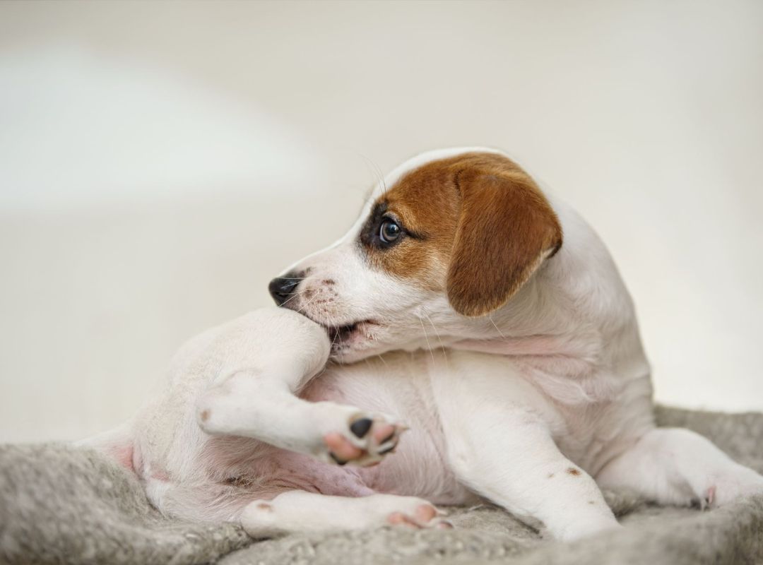 A white pup lounging on a soft blanket