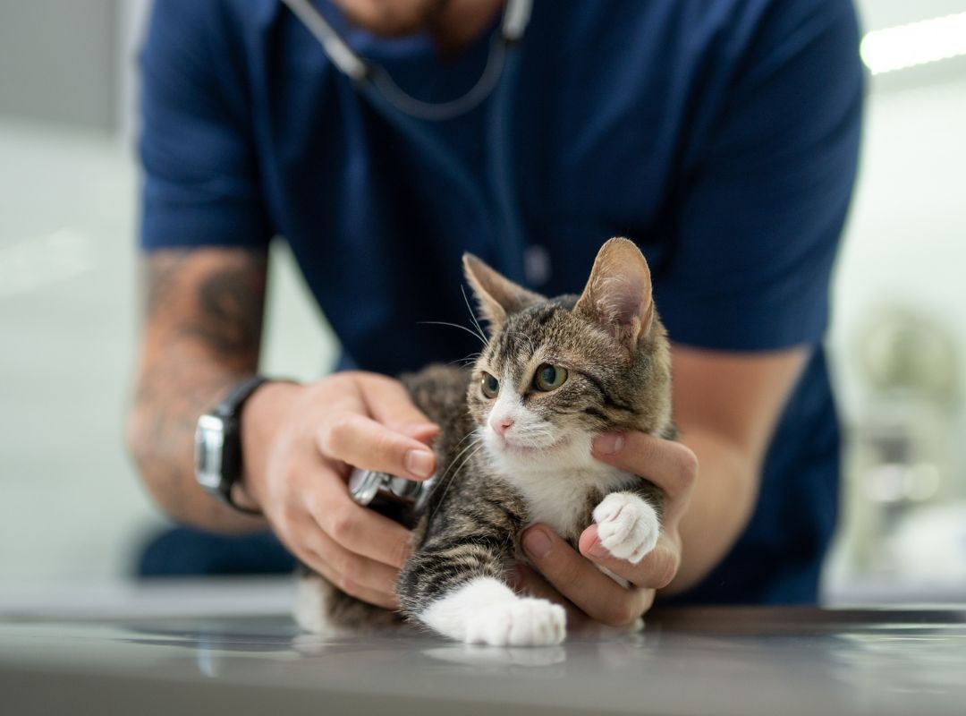 a vet examining a cat