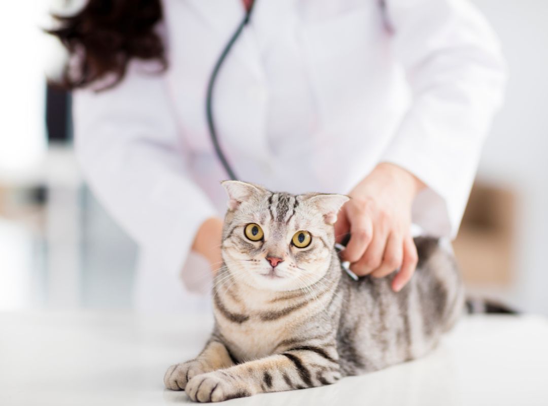 a veterinarian examining a cat