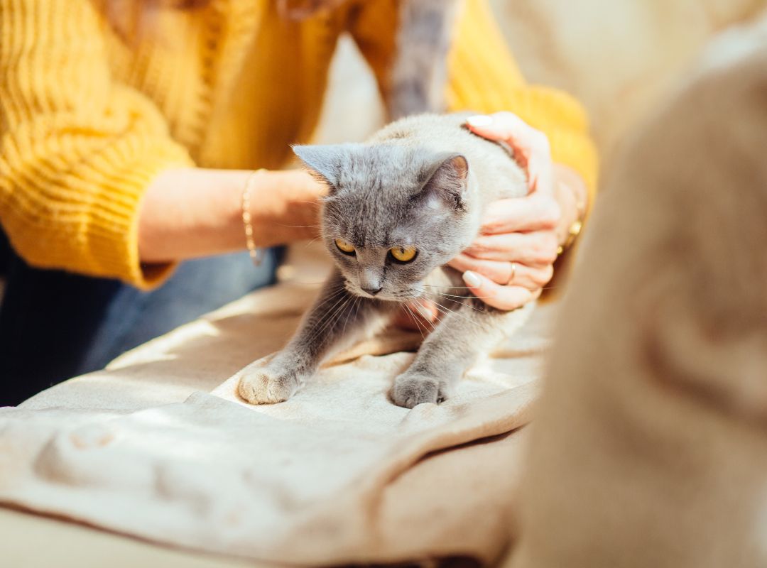 a woman holding a cat