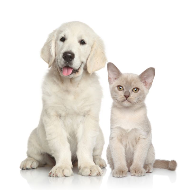 a dog and a cat sitting side by side