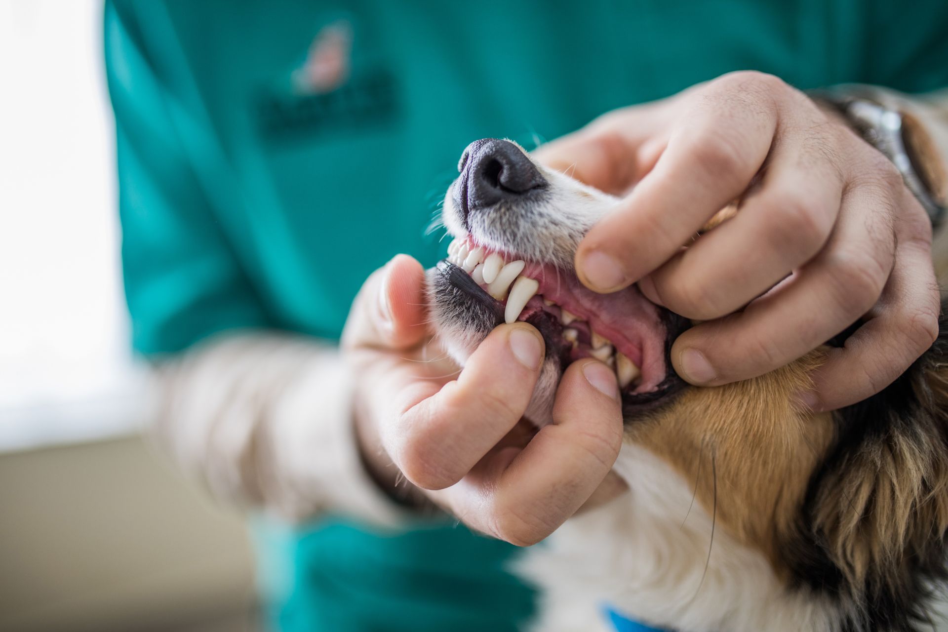 a vet examining a dog's teeth for oral health