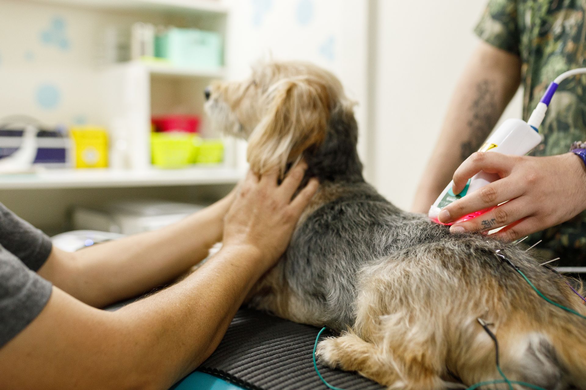 a dog getting laser therapy