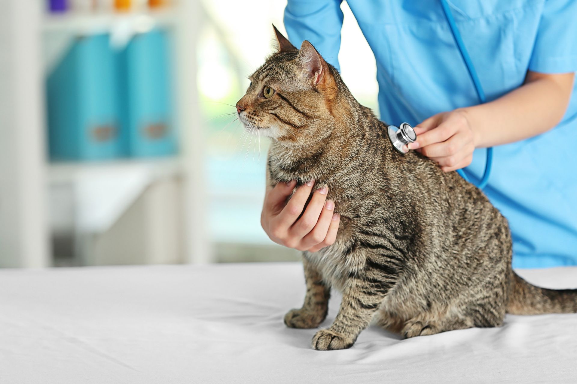 Woman in blue shirt examining a cat