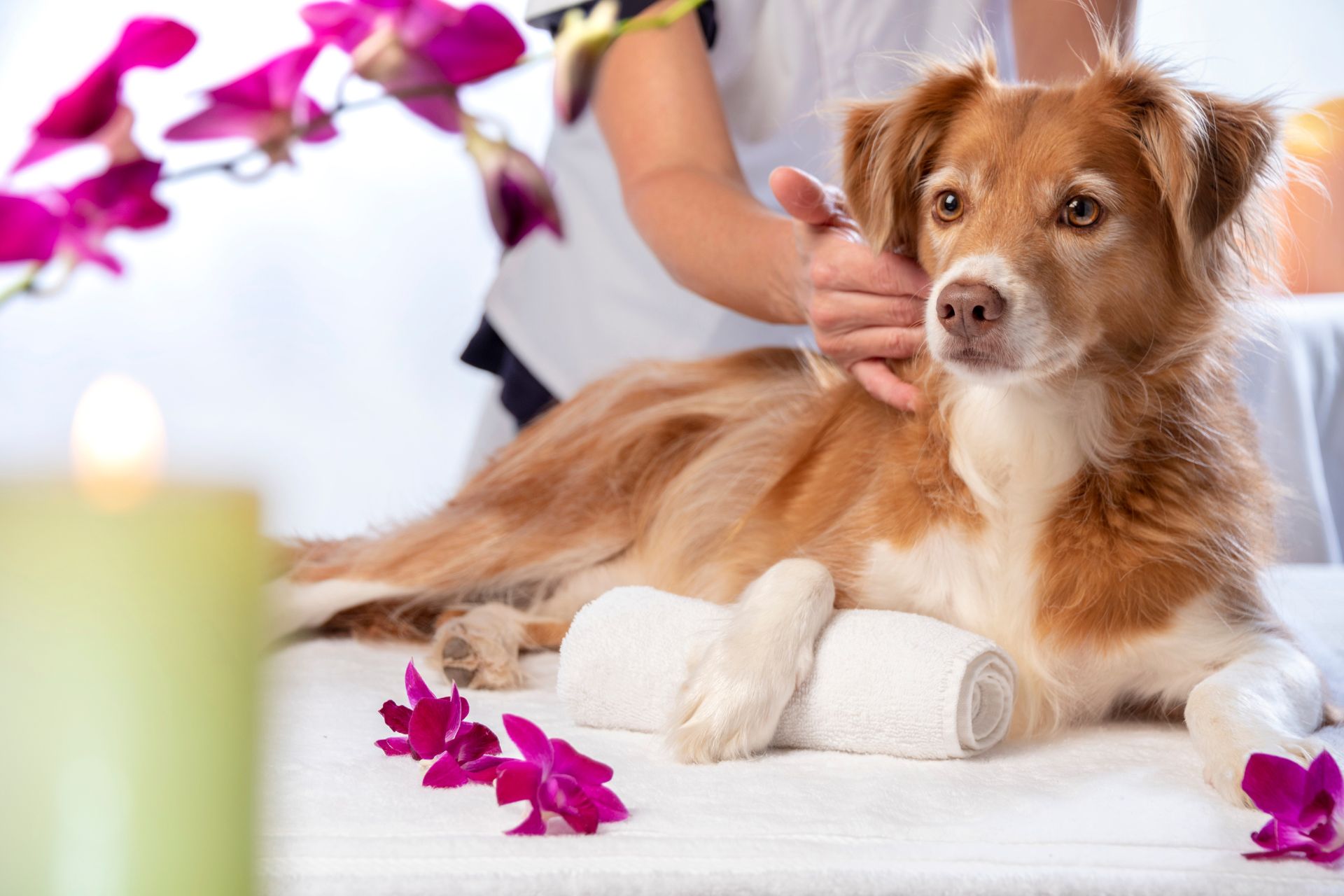 A dog resting on a bed with a towel