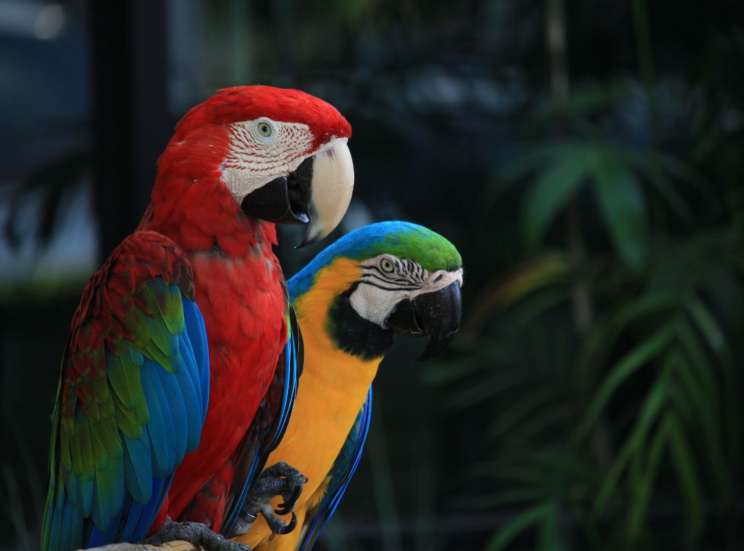 two parrots with bright feathers sitting on a tree limb