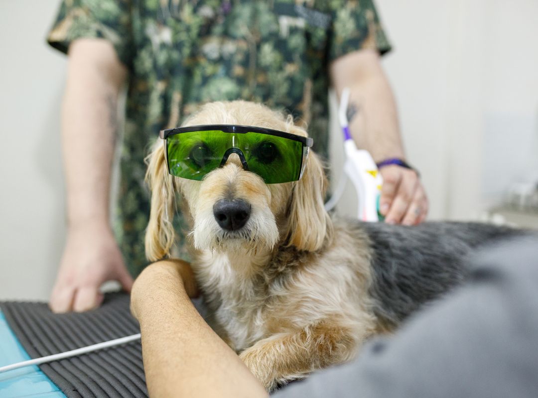 A dog getting laser therapy in a vet clinic