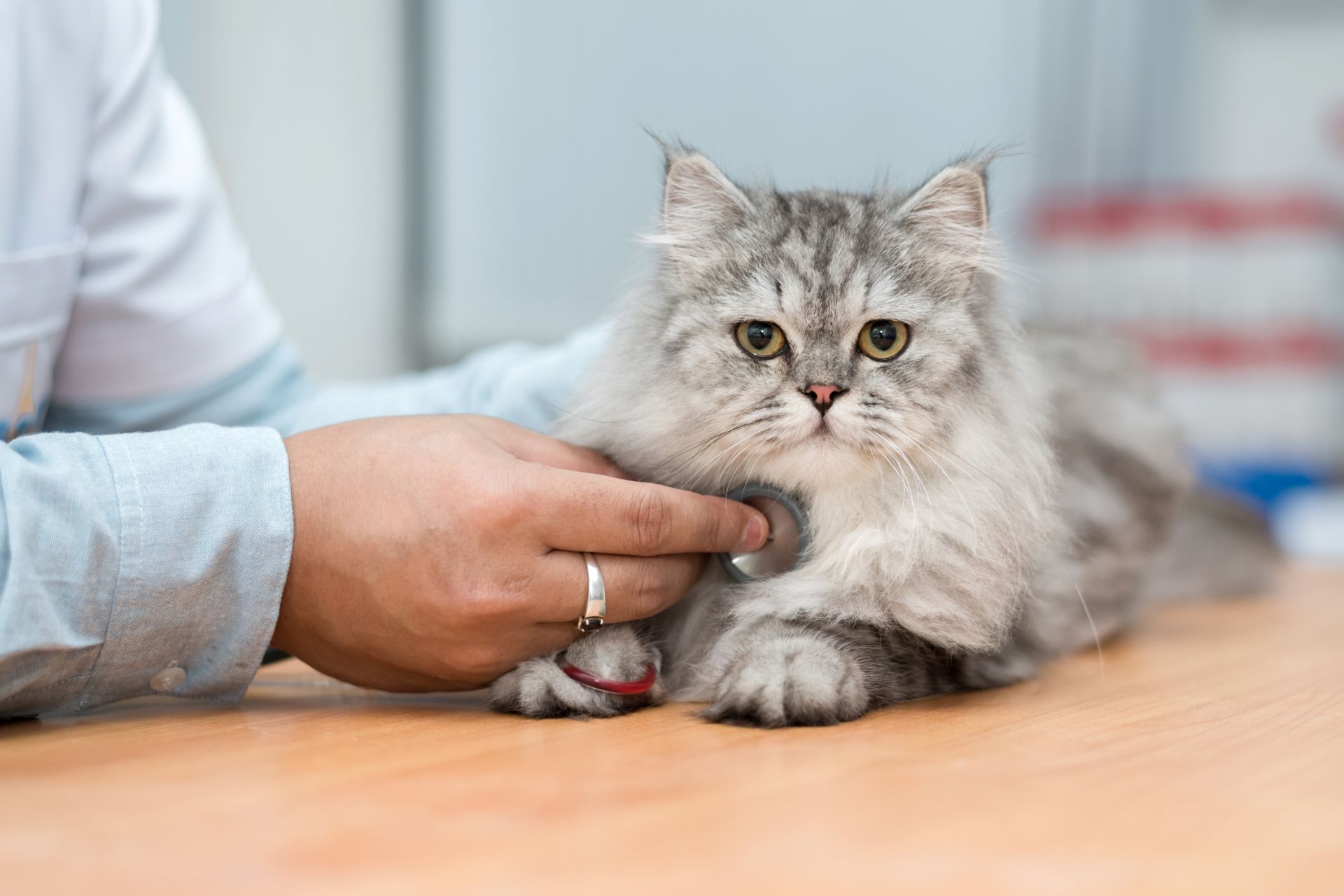 a veterinarian examining a kitten