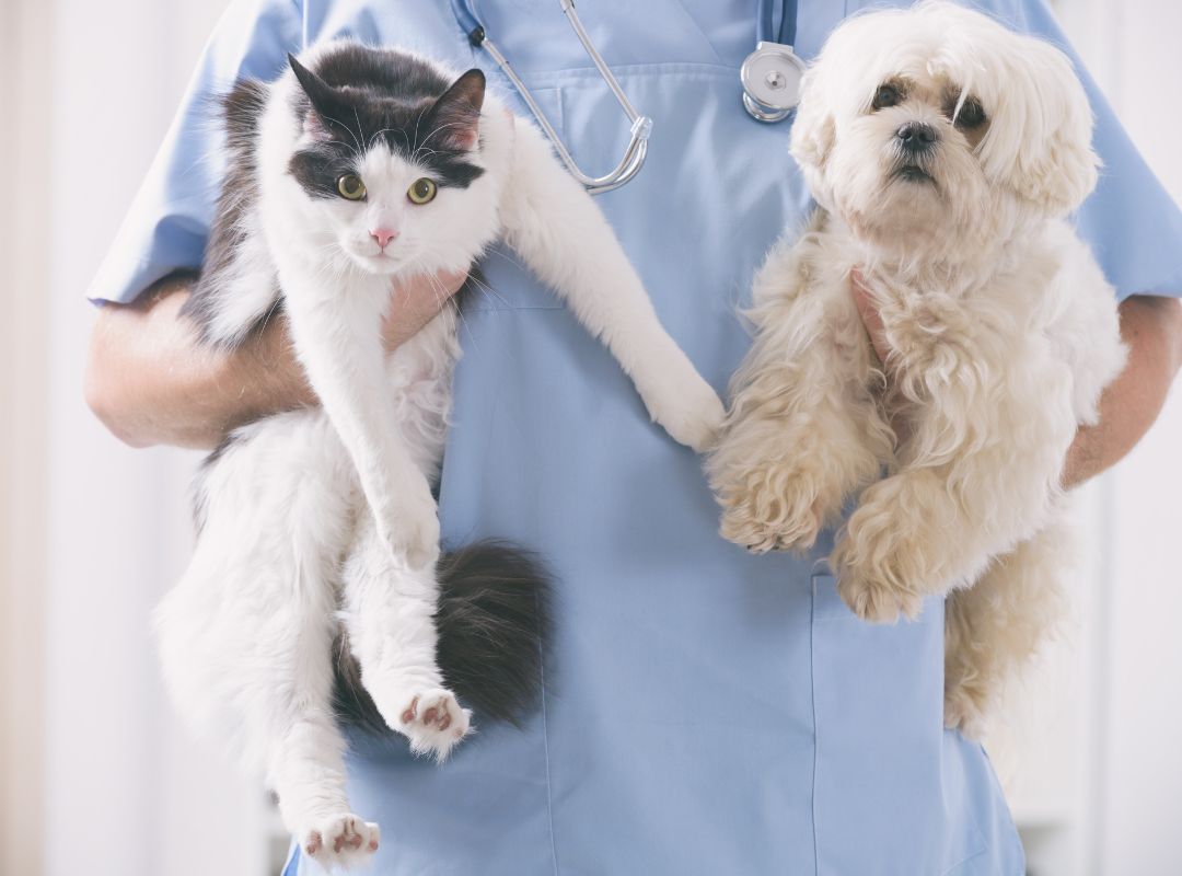 a vet holding a kitten and a puppy in his arms